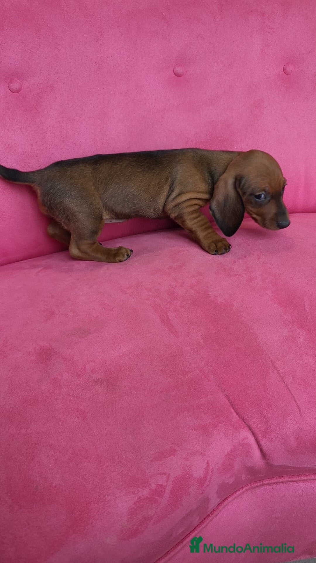 Teckel perros en venta: Teckel mini  - Anuncio 6