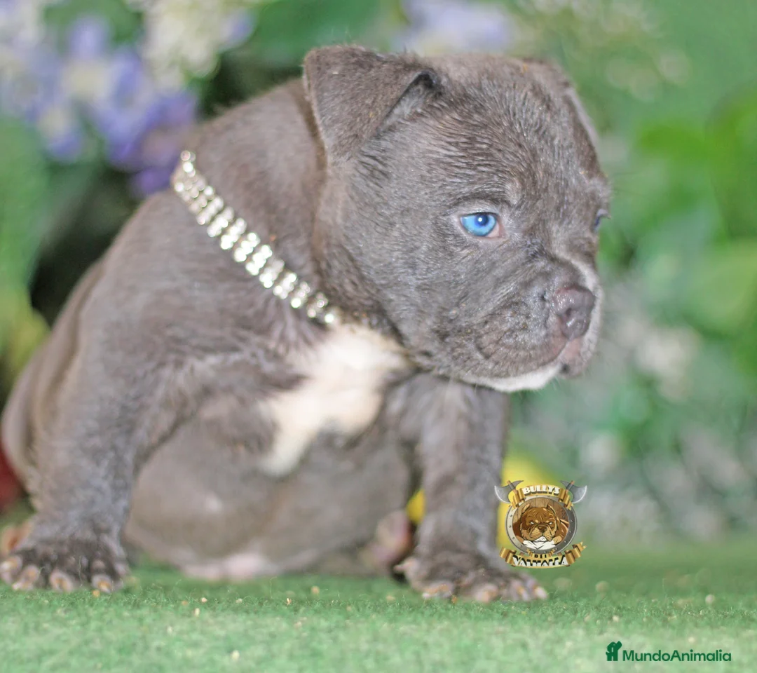 American Bully perros en venta: AMERICAN BULLY POCKET,EXTREME,EXOTIC — 622414793 en Sevilla - Anuncio 7