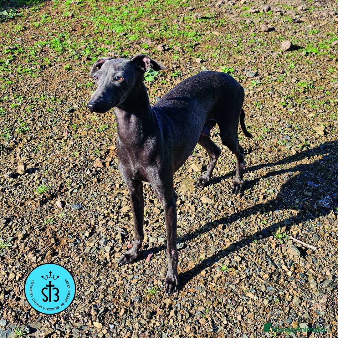 Pequeño Lebrel Italiano perros en venta: PICCOLLO LEBREL ITALIANO PEDEGREE (LOE) - Imagen 3