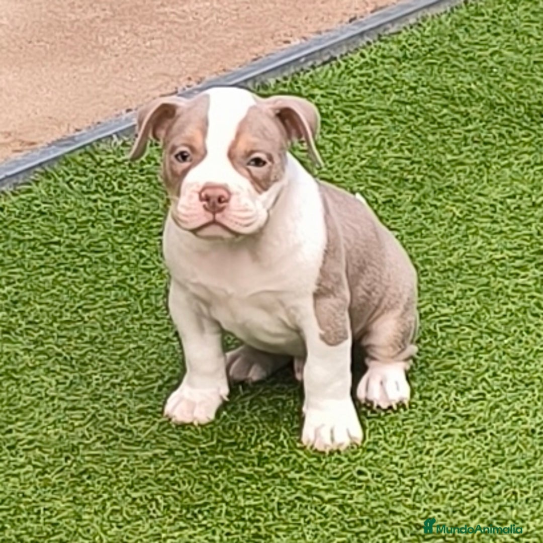 American Bully perros en venta: american bully - Anuncio 2