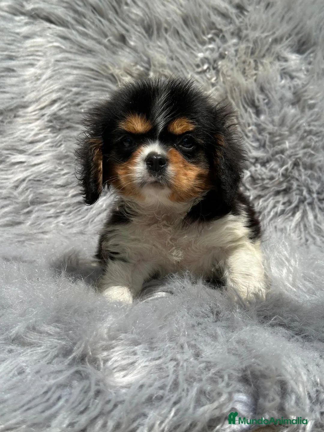 Cavalier King Charles Spaniel perros en venta: HERMOSO CAVALIER TRICOLOR MACHO en Barcelona - Anuncio 4