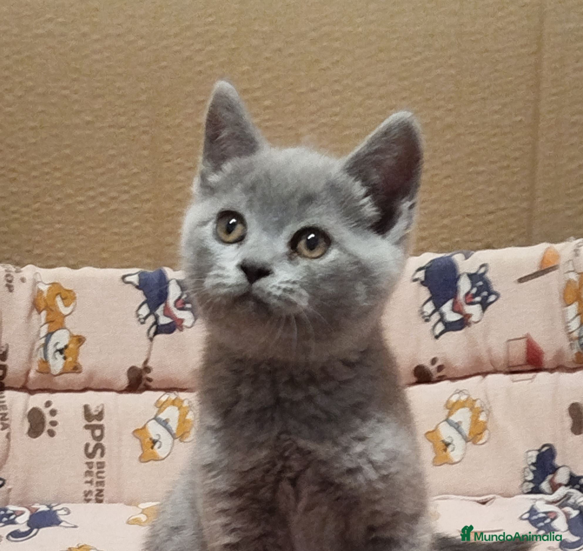 Británico de Pelo Corto Azul gatos British Shorthair  - Anuncio 1