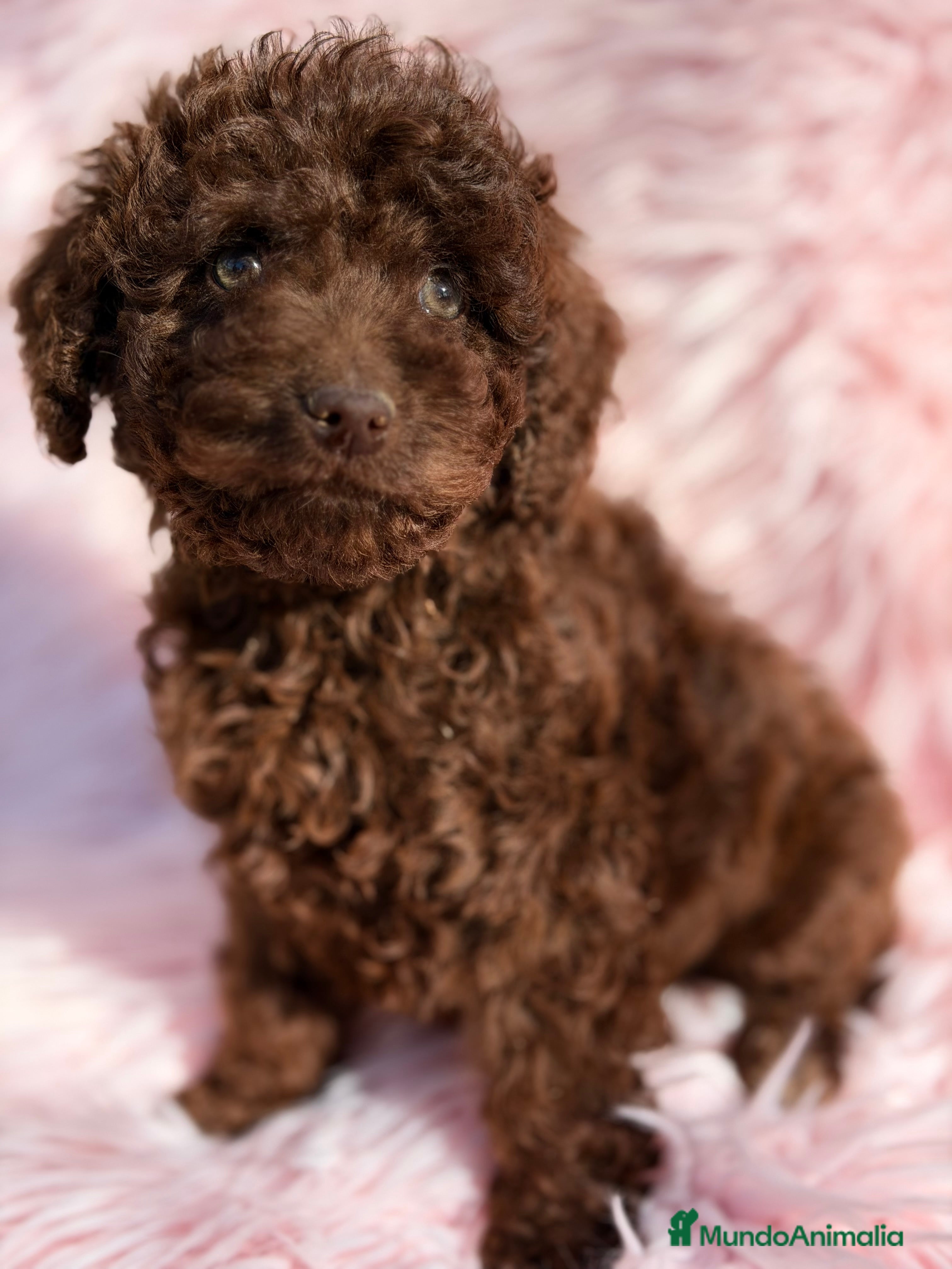 Perro de Agua Español perros Pdae chocolate  - Anuncio 2