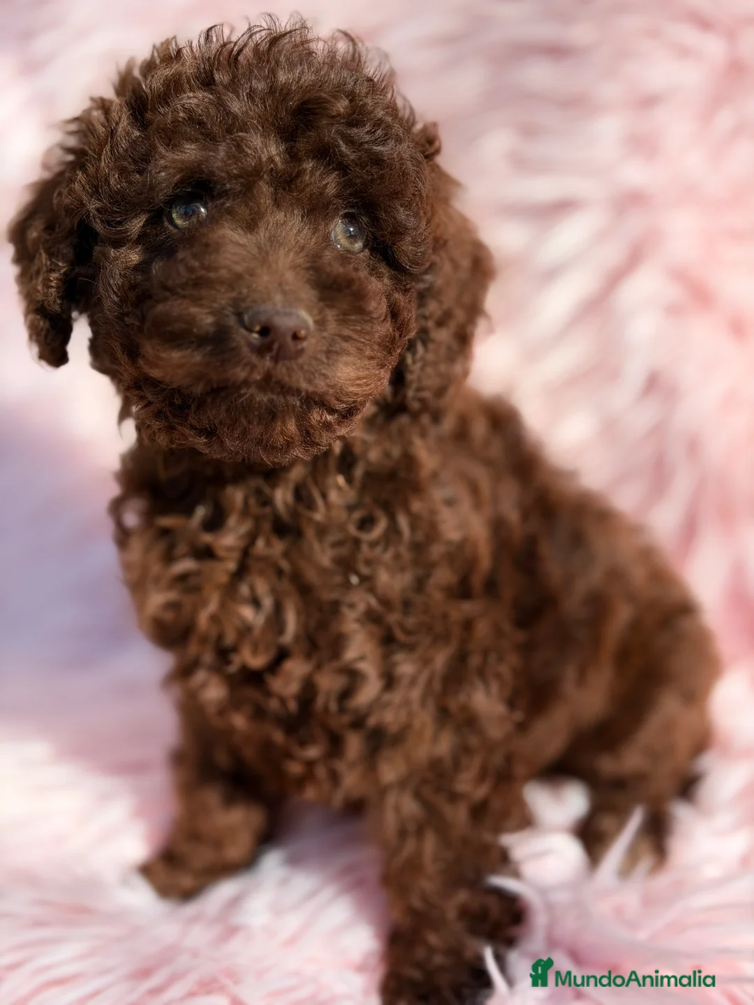 Perro de Agua Español perros en venta: Pdae chocolate  - Anuncio 2