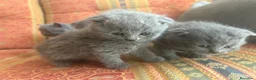 Británico de Pelo Corto gatos en venta: Gatitos British y Scottish buscan hogar 🏡 ✨ - Anuncio 1