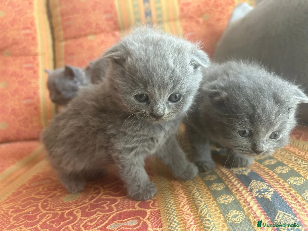 Británico de Pelo Corto gatos en venta: Gatitos British y Scottish buscan hogar 🏡 ✨ - Anuncio 1