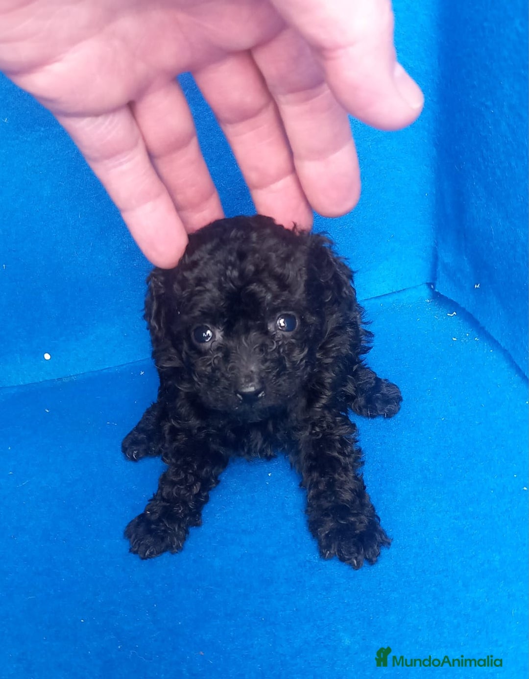 Caniche Toy perros en venta: Caniche toy negro mas bonito que ninguno  - Anuncio 2