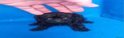 Caniche Toy perros en venta: Caniche toy negro mas bonito que ninguno  - Anuncio 2