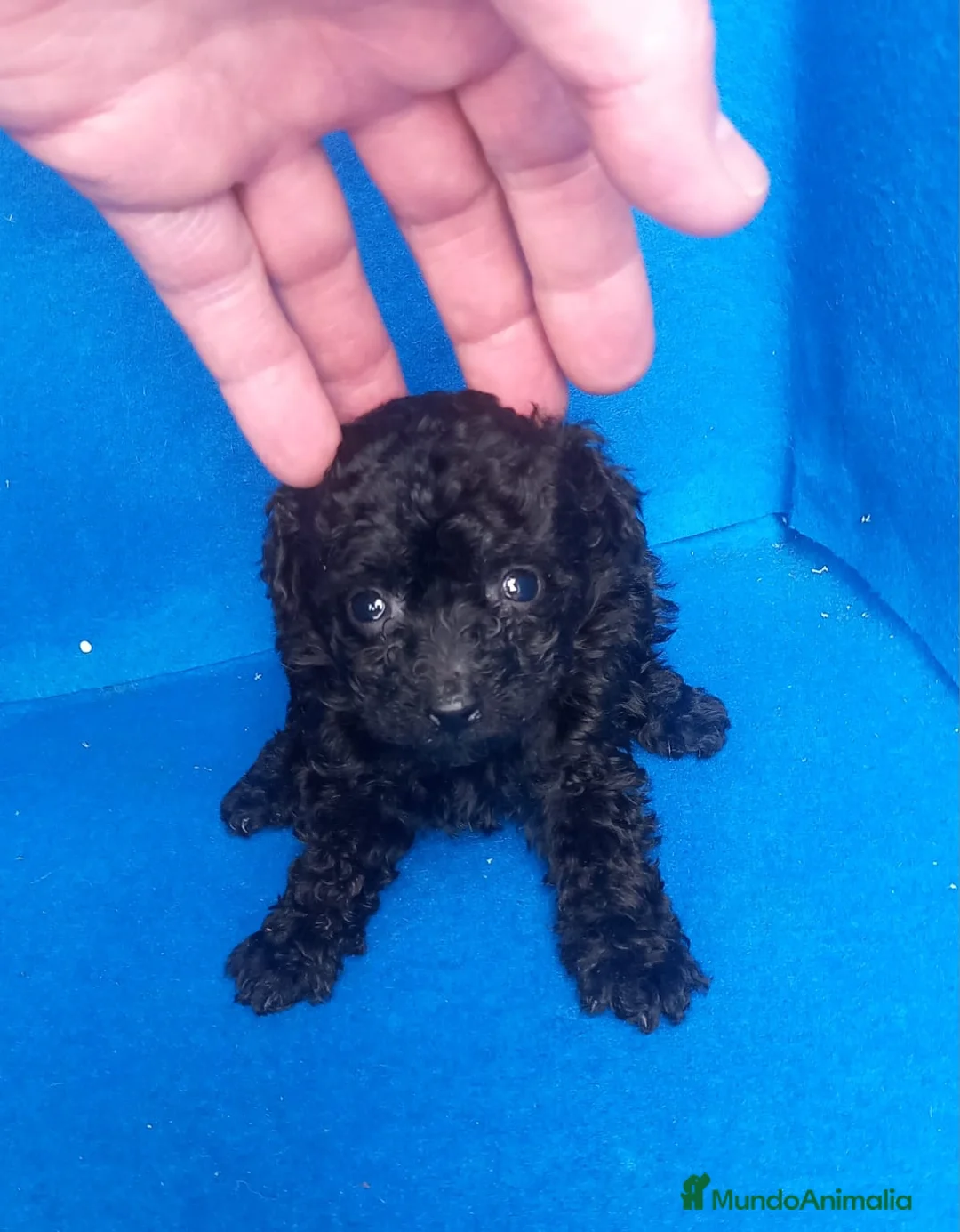 Caniche Toy perros en venta: Caniche toy negro mas bonito que ninguno  - Anuncio 2