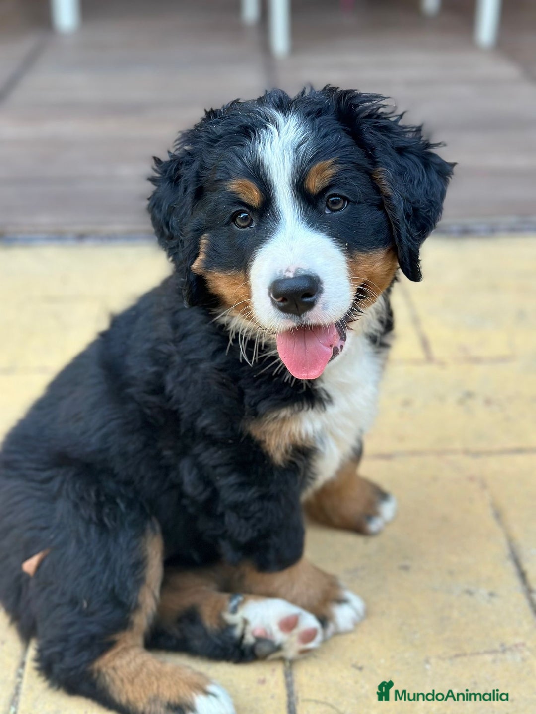 Boyero de Berna perros en venta: Boyero de Berna hembra  - Imagen 3