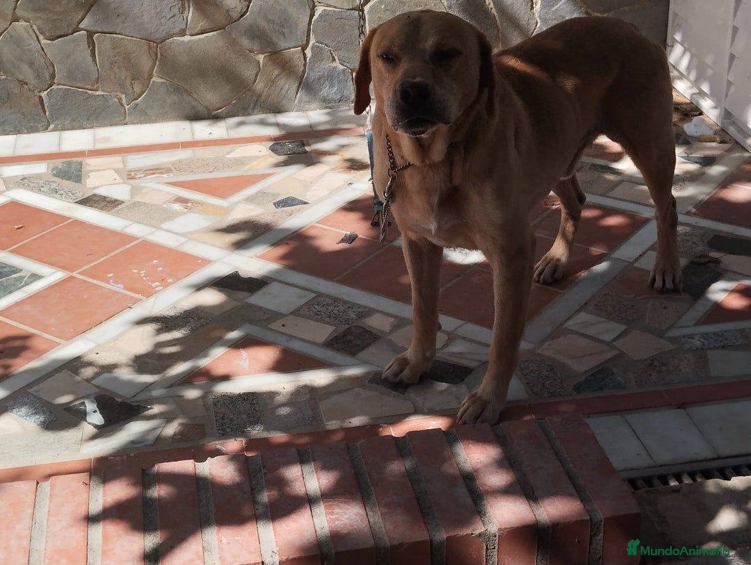 Labrador Retriever perros en venta: Labrador Retriever - Imagen 7
