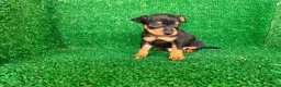 Pinscher Miniatura perros en venta: Pincher miniatura  - Anuncio 9