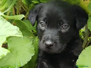 Labrador Retriever perros Último labrador retriever macho negro - Anuncio 2