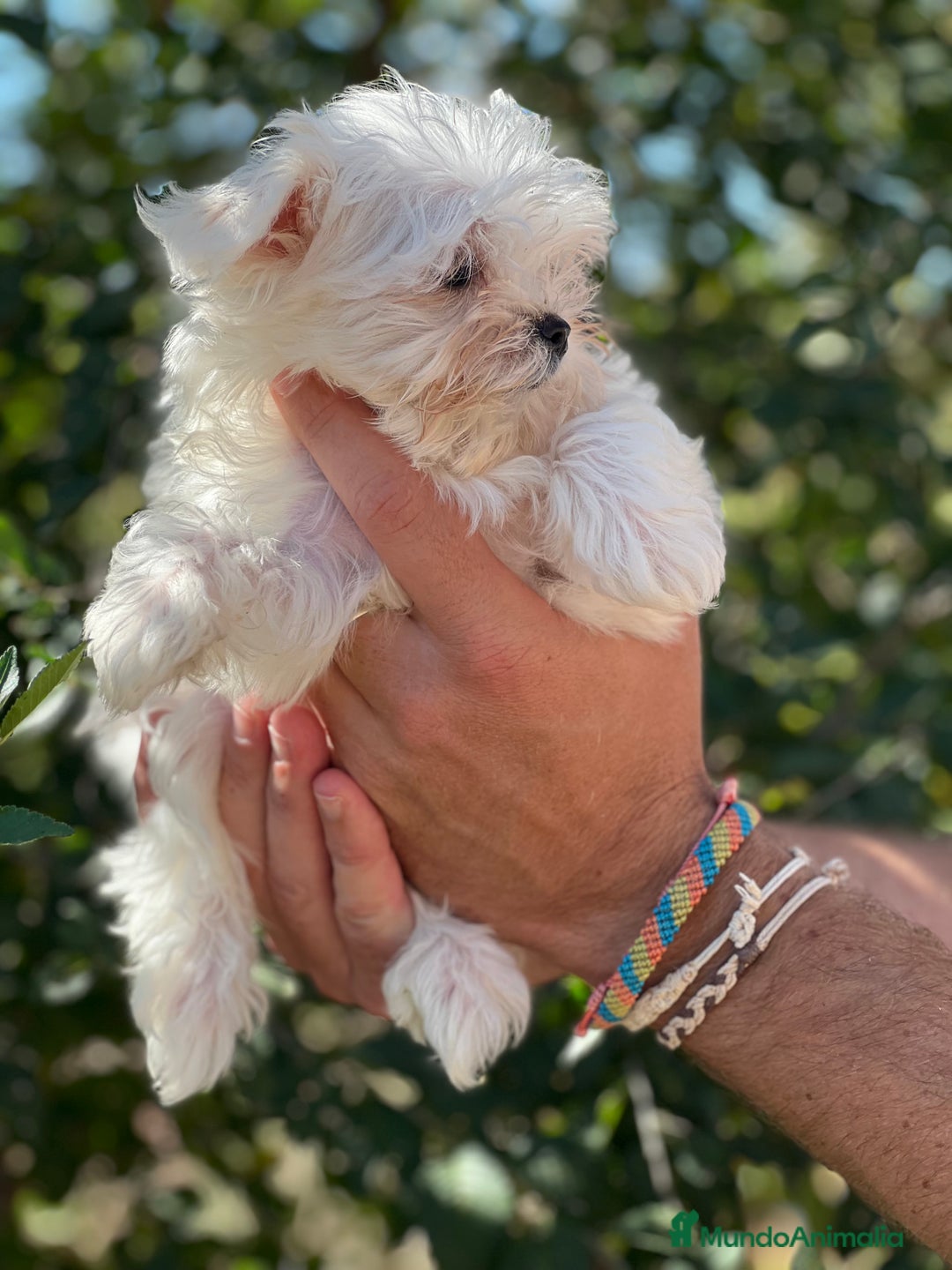 Bichón Maltés perros en venta: Bichon maltés coreana  - Imagen 1