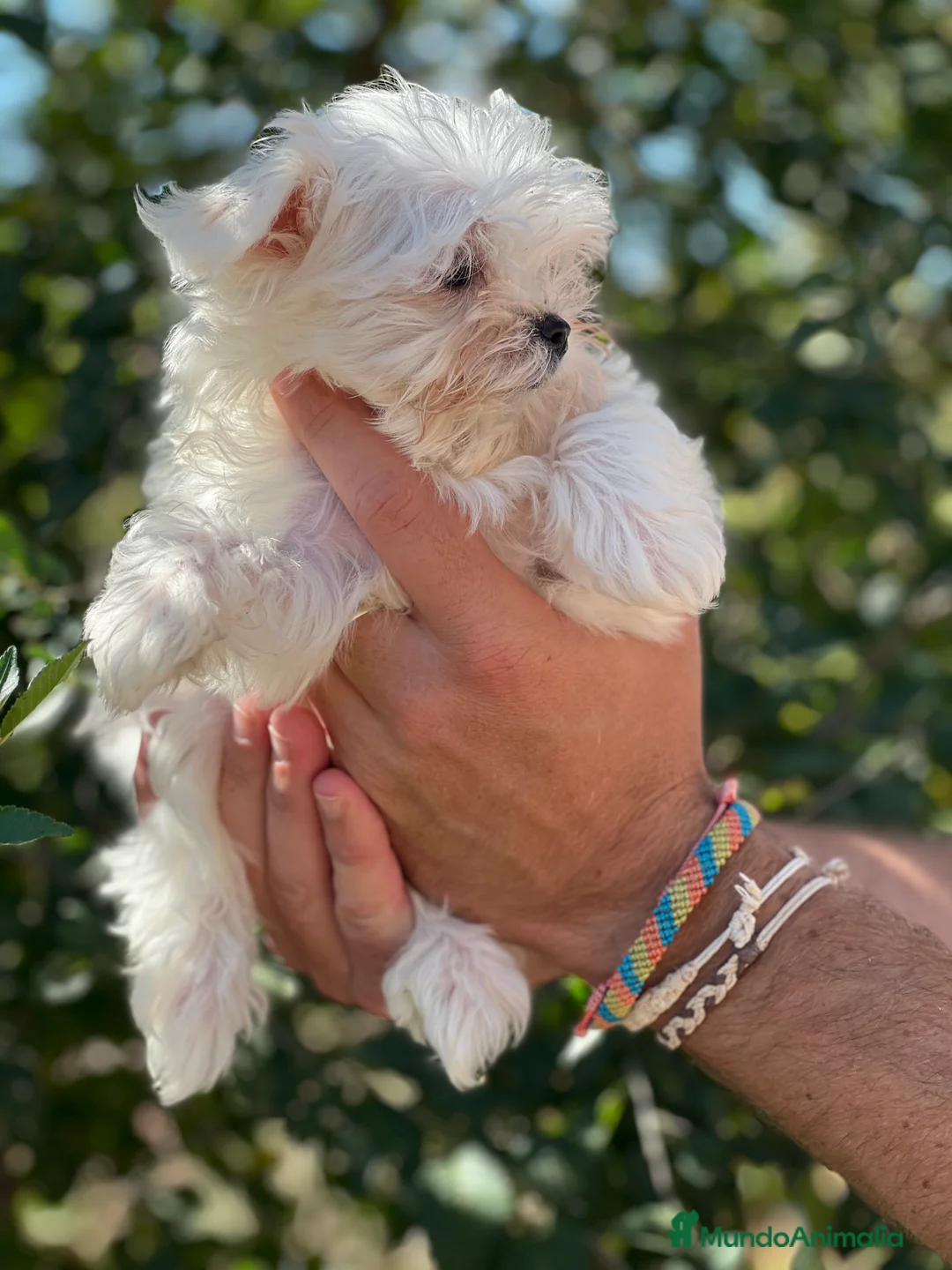 Bichón Maltés perros en venta: Bichon maltés coreana  - Anuncio 1