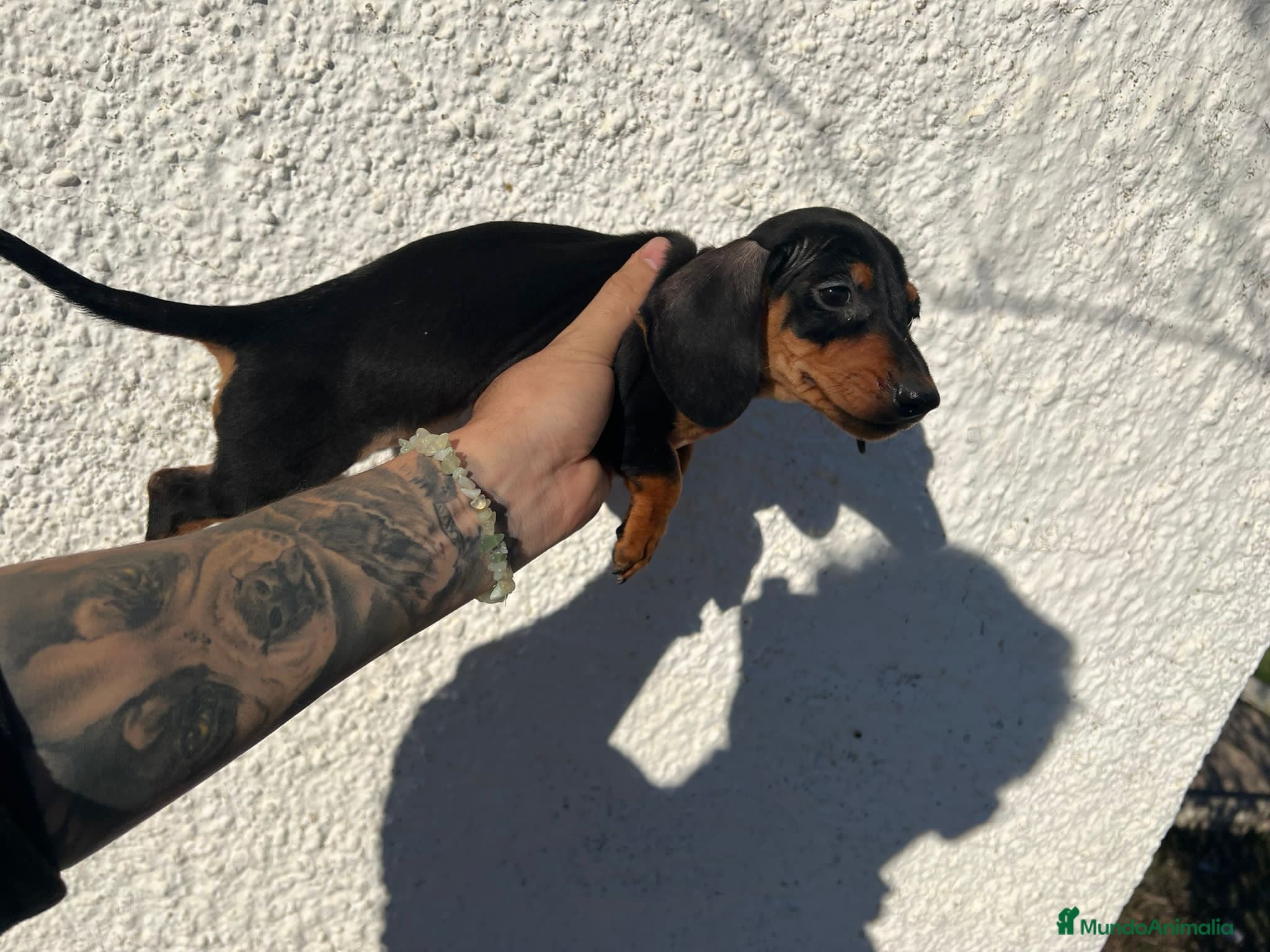 Teckel perros TECKEL PUPPIES LISTOS !!!! en Badajoz - Anuncio 2