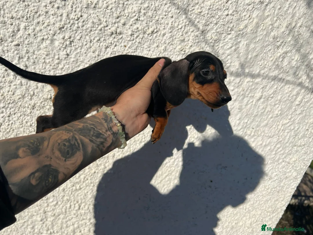 Teckel perros en venta: TECKEL PUPPIES LISTOS !!!! en Badajoz - Anuncio 2