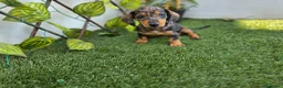Teckel Miniatura perros en venta: TECKEL MINIATURA ARLEQUIN - Anuncio 3