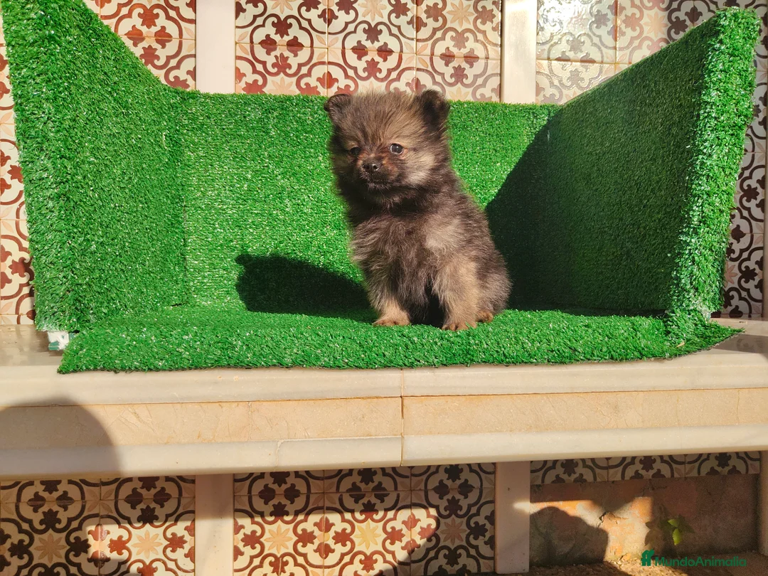 Pomerania perros en venta: Pomerania  - Anuncio 7