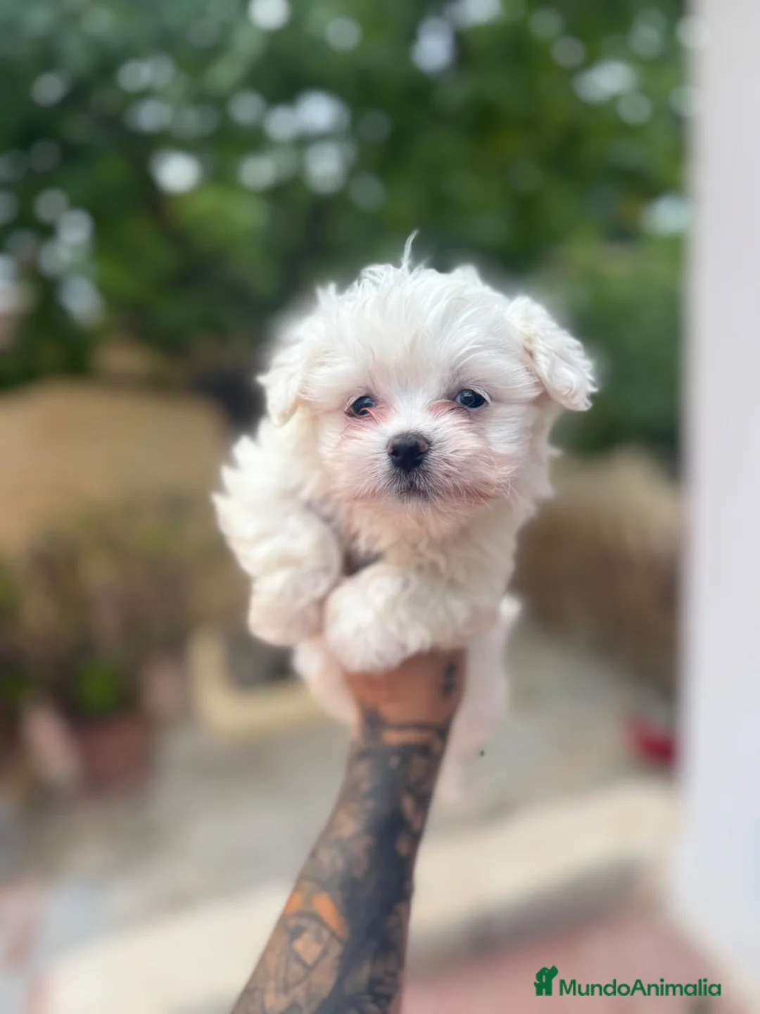 Bichón Maltés perros en venta: Bichon maltés macho disponible - Anuncio 4