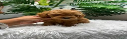 Caniche Toy perros en venta: CANICHE TOY - Anuncio 13