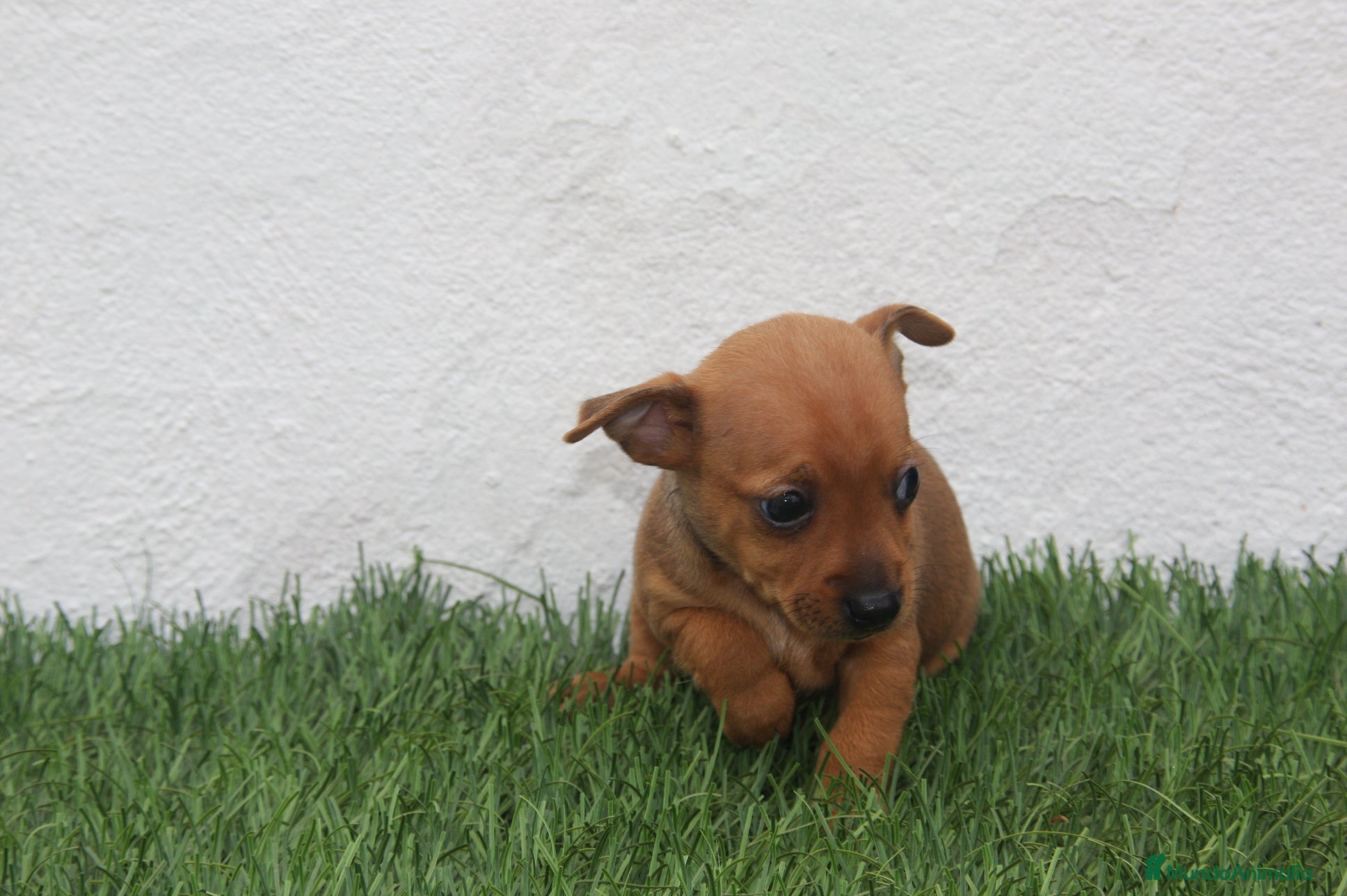 Raza Mixta perros Minijack - Anuncio 3