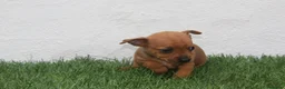 Raza Mixta perros en venta: Minijack - Anuncio 1