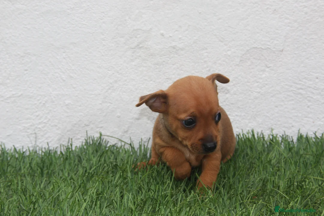Raza Mixta perros en venta: Minijack - Anuncio 1