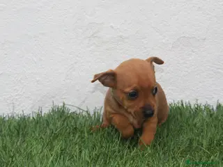 Raza Mixta perros Minijack - Anuncio 2