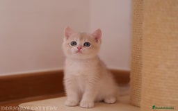 Británico de Pelo Corto gatos en venta: British blue golden  - Imagen 2