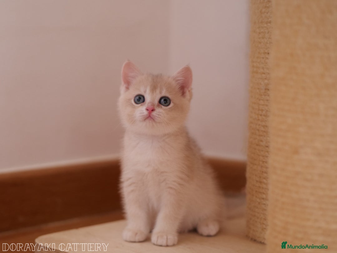 Británico de Pelo Corto gatos en venta: British blue golden  - Imagen 2