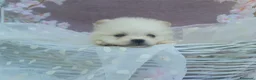 Pomerania perros en venta: PRECIOSO CACHORITO DE POMERANIA TOY  - Anuncio 27