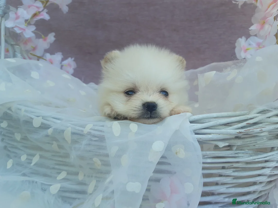 Pomerania perros en venta: PRECIOSO CACHORITO DE POMERANIA TOY  - Anuncio 27