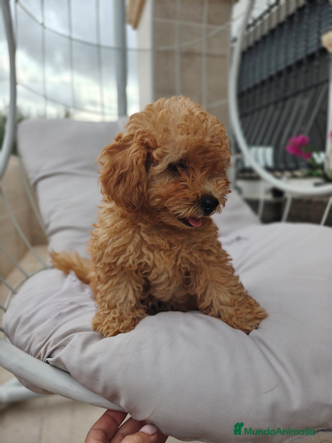Caniche Toy perros en venta: Caniche Toy apricot calidad  - Imagen 4