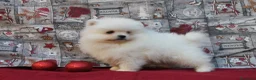 Pomerania perros en venta: POMERANIA  LINEA TOY   MUY CHATO - Anuncio 3