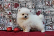Pomerania Cachorro 3