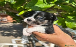 Chihuahua perros en venta: Camada de Chihuahuas - Imagen 3