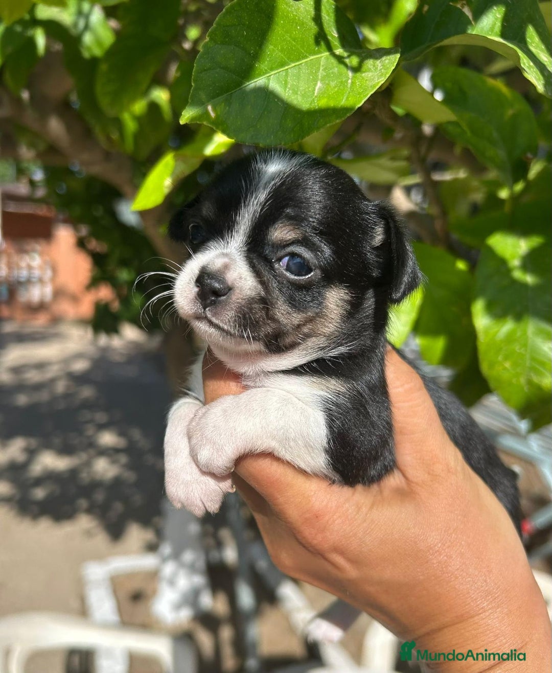 Chihuahua perros en venta: Camada de Chihuahuas - Imagen 3