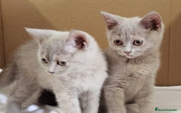Británico de Pelo Corto gatos en venta: British Shorthair última hembra  - Imagen 21