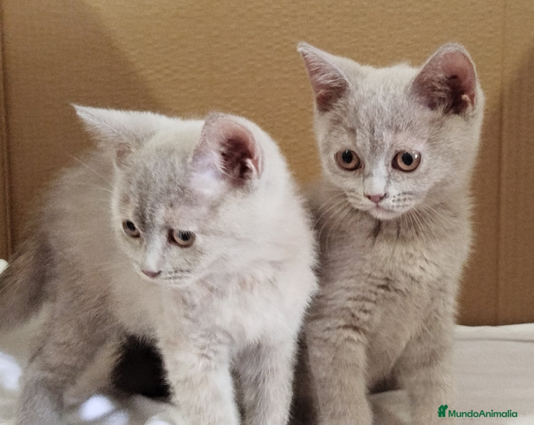 Británico de Pelo Corto gatos en venta: British Shorthair última hembra  - Imagen 21