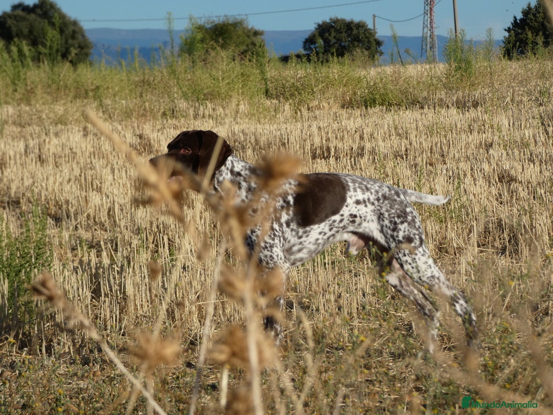 Braco Francés tipo Pirineos Talla Pequeña perros en venta: ÚNICA RESERVA DE CACHORRA BRACO FRANCÉS - Anuncio 6