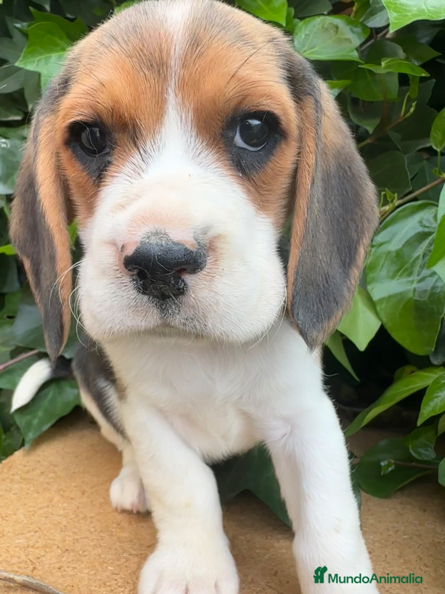 Beagle perros Preciosa camada Beagle - Anuncio 1