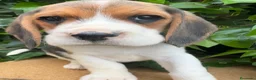 Beagle perros en venta: Preciosa camada Beagle en Salamanca - Anuncio 1