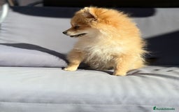 Pomerania perros en venta: Lulu pomerania toy - Imagen 9