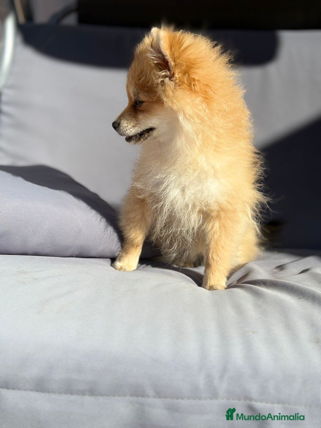 Pomerania perros en venta: Lulu pomerania toy - Imagen 9