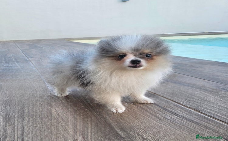 Pomerania perros - Propaganda 2