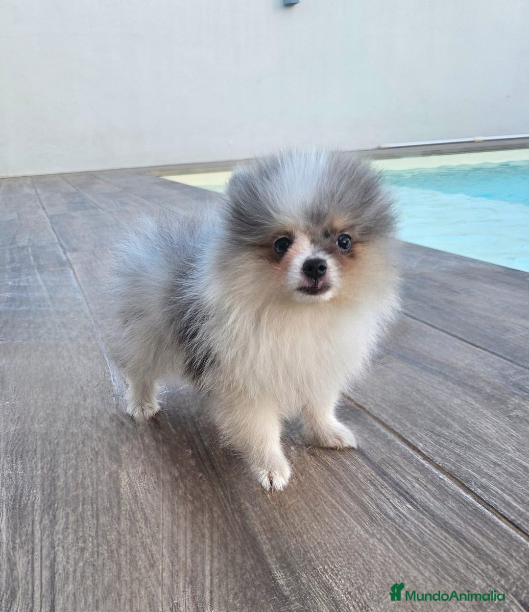 Pomerania perros en venta: POMERANIA MACHO BLUE MERLE - Imagen 1