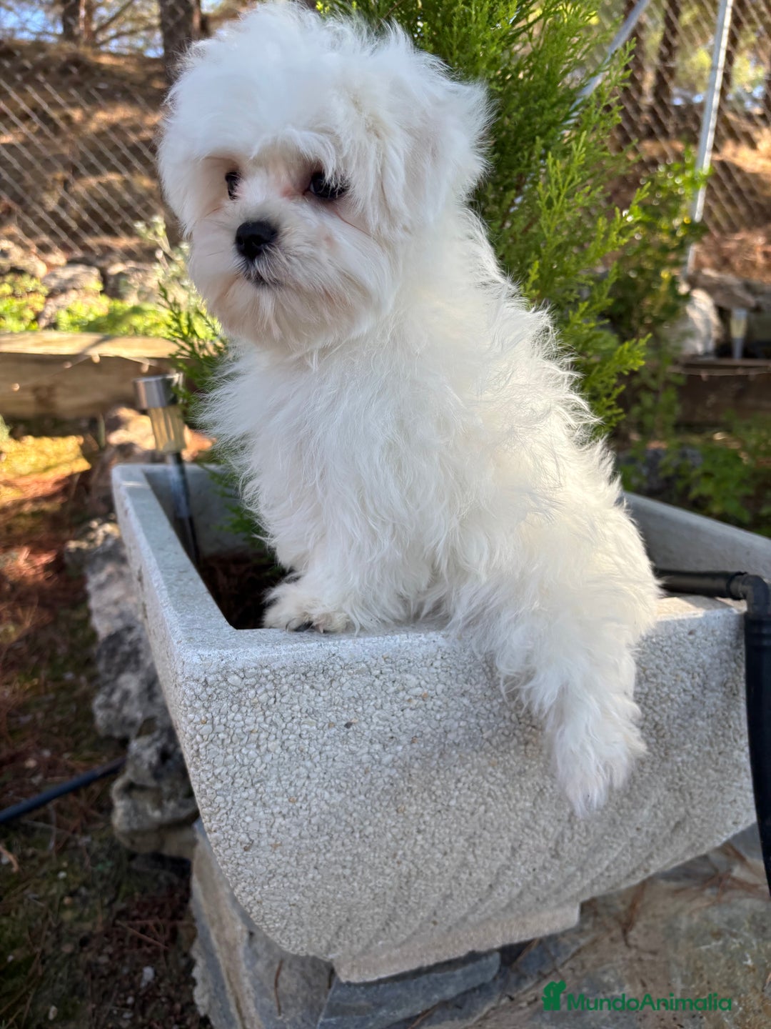 Bichón Maltés perros en venta: Bichon maltés toy garantizado!!! - Imagen 2