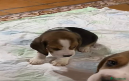 Beagle perros en venta: Beagle Macho y Hembra  - Imagen 3
