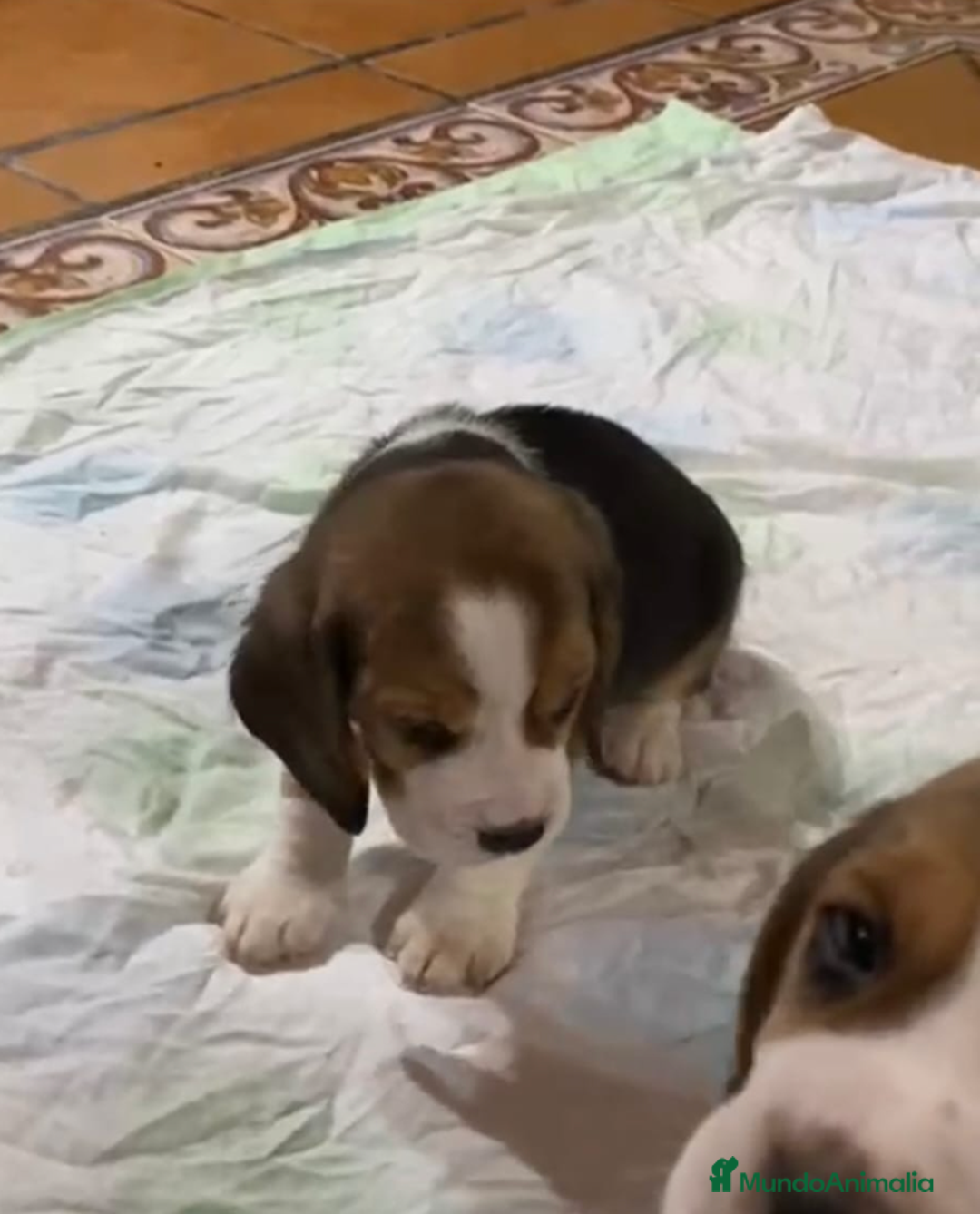Beagle perros en venta: Beagle Macho y Hembra  - Imagen 3